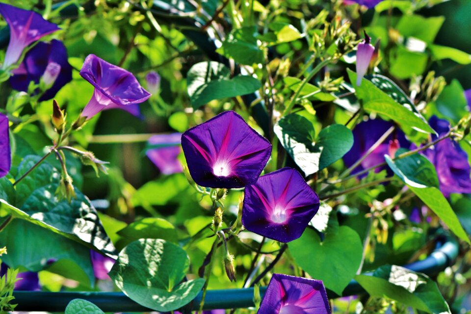Climber plant bright flower