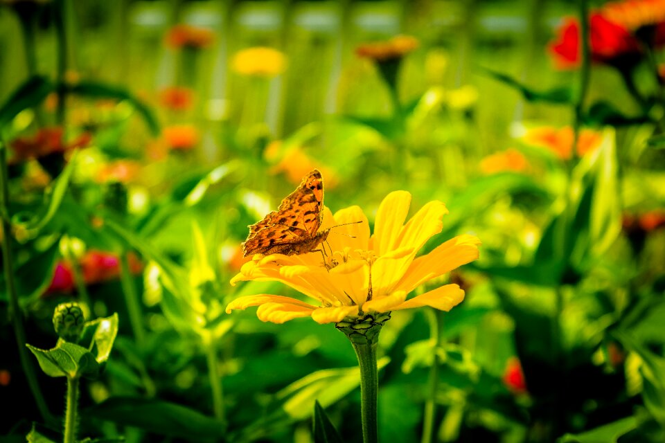 Summer close garden