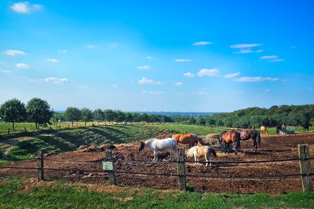 Field rural meadow