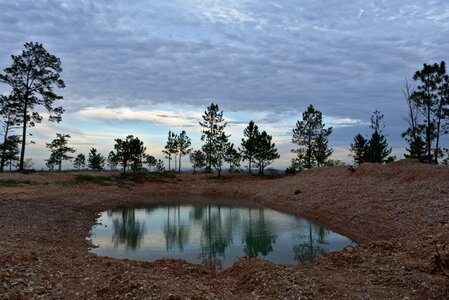Tree sky pond photo