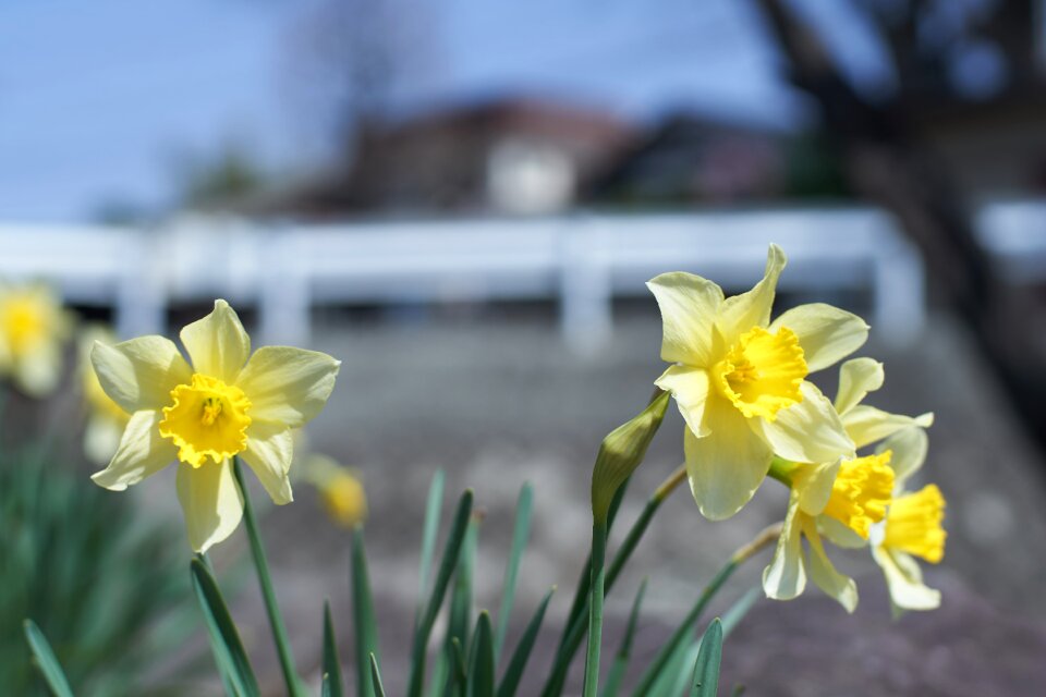 Narcissus spring plant