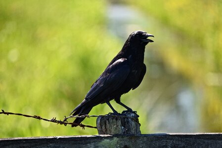 Animal corvus wildlife photo