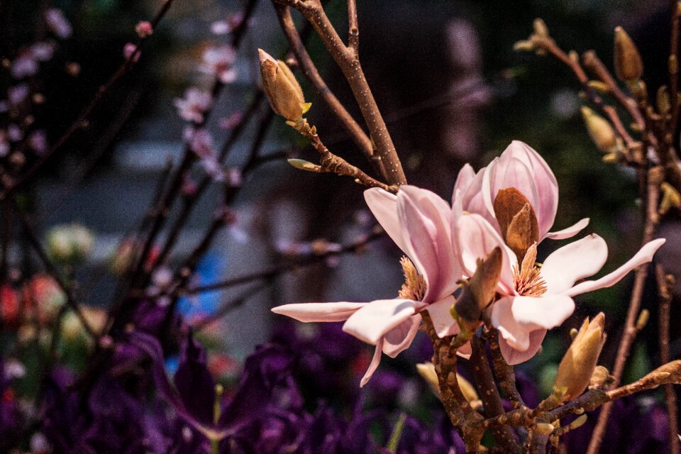 Pink bud inflorescence