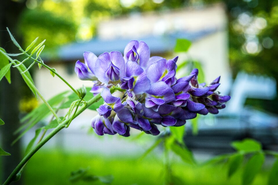 Amethyst falls wisteria flower spring