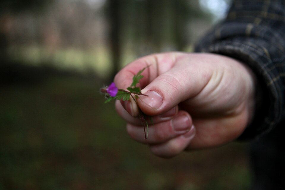 Idyllic green flower