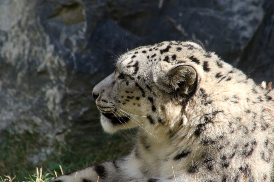 Predator carnivore animals