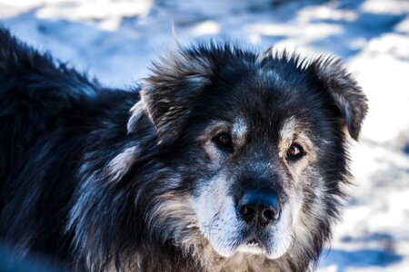Furry animals grey