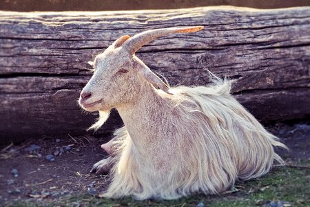 Domestic goat mammal ruminant photo