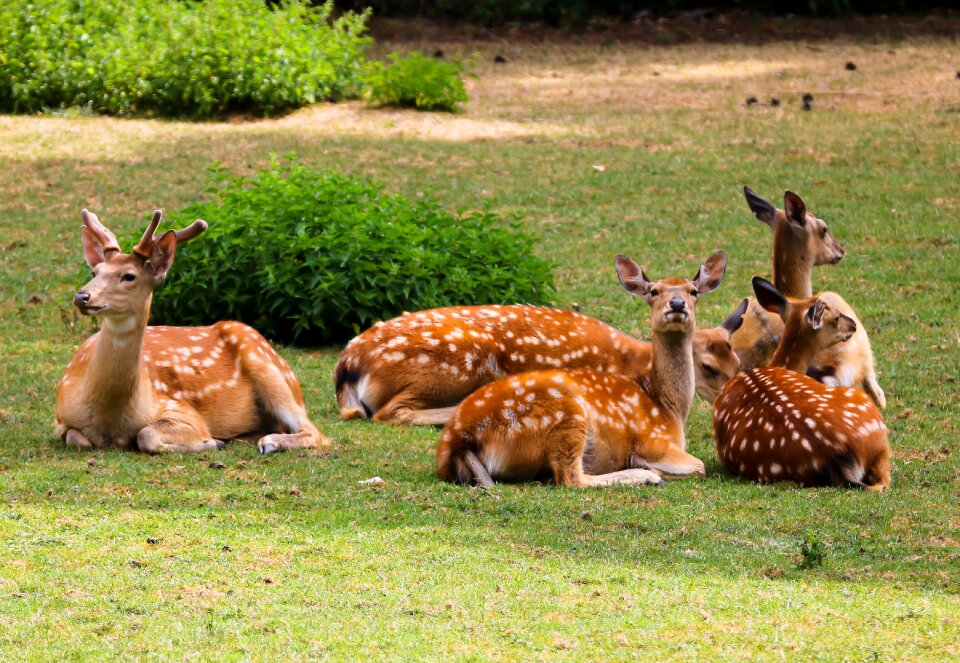 Red deer deer flock