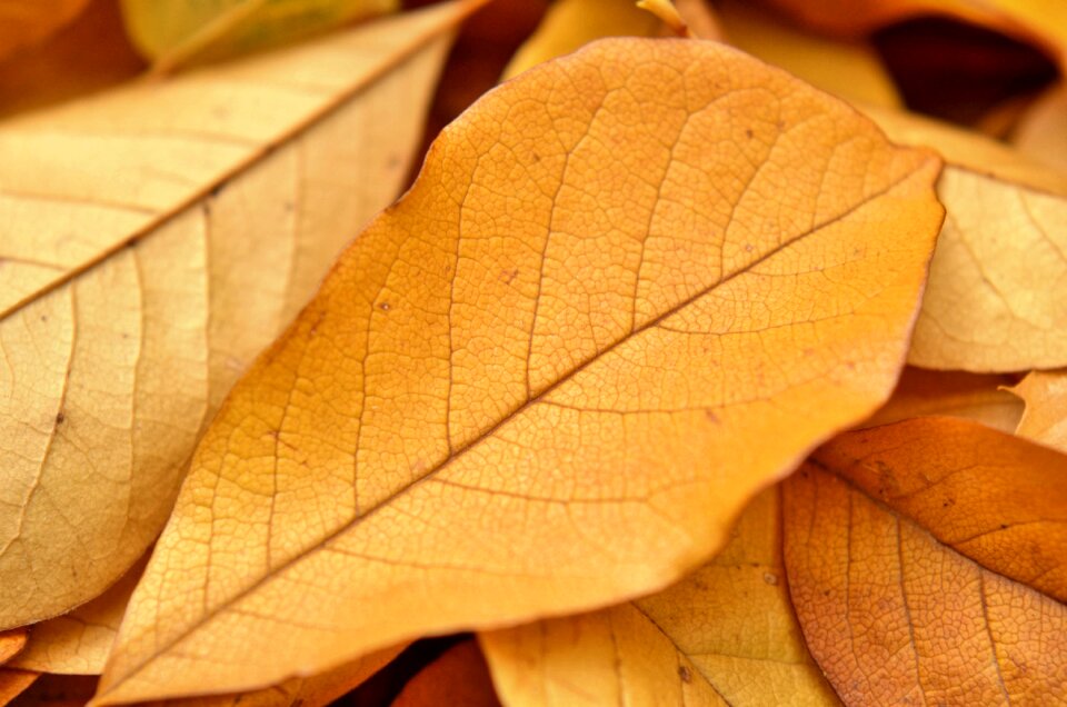 Yellow autumn nature