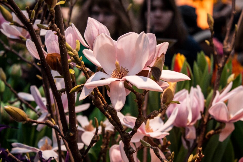 Pink flower bud