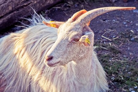 Domestic goat mammal ruminant photo