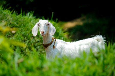 Outdoors goat domestic photo