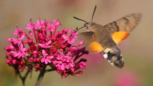 Sphinx moth flower macro