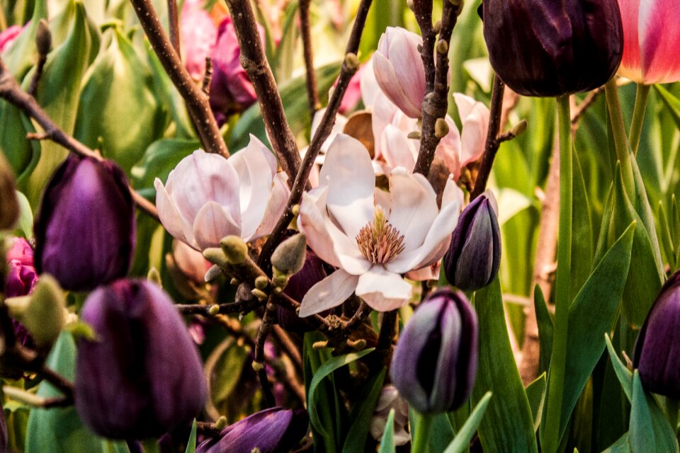 Pink flower bloom