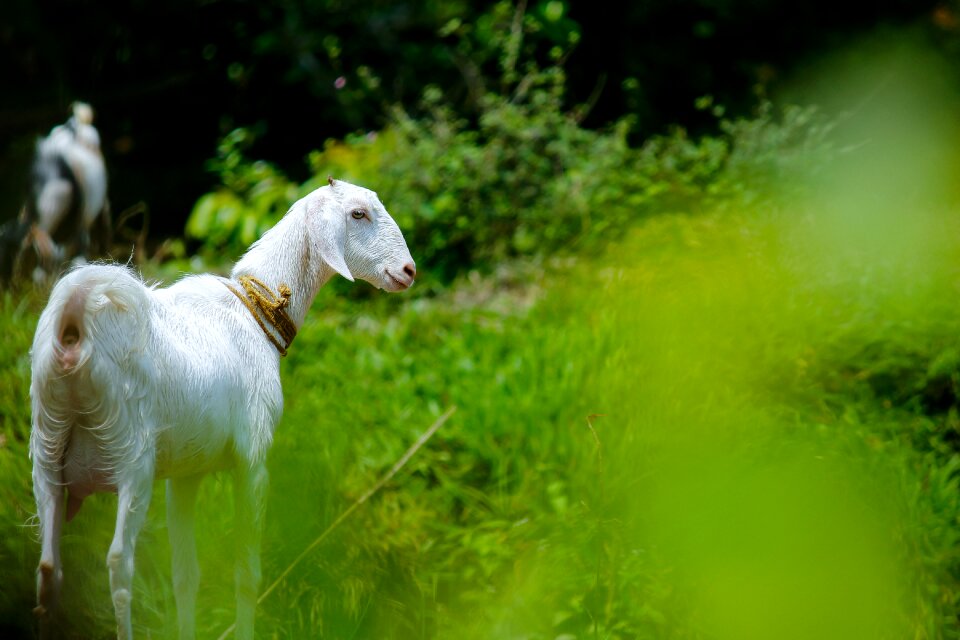Outdoors goat domestic