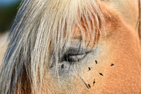 Equine domestic haflinger photo