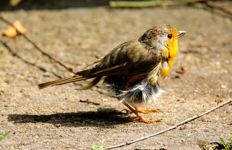 Feather moult ill photo