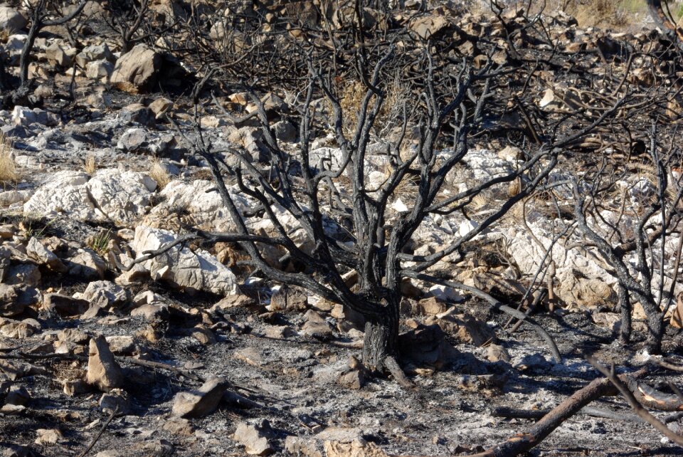 Calcined trunk fire
