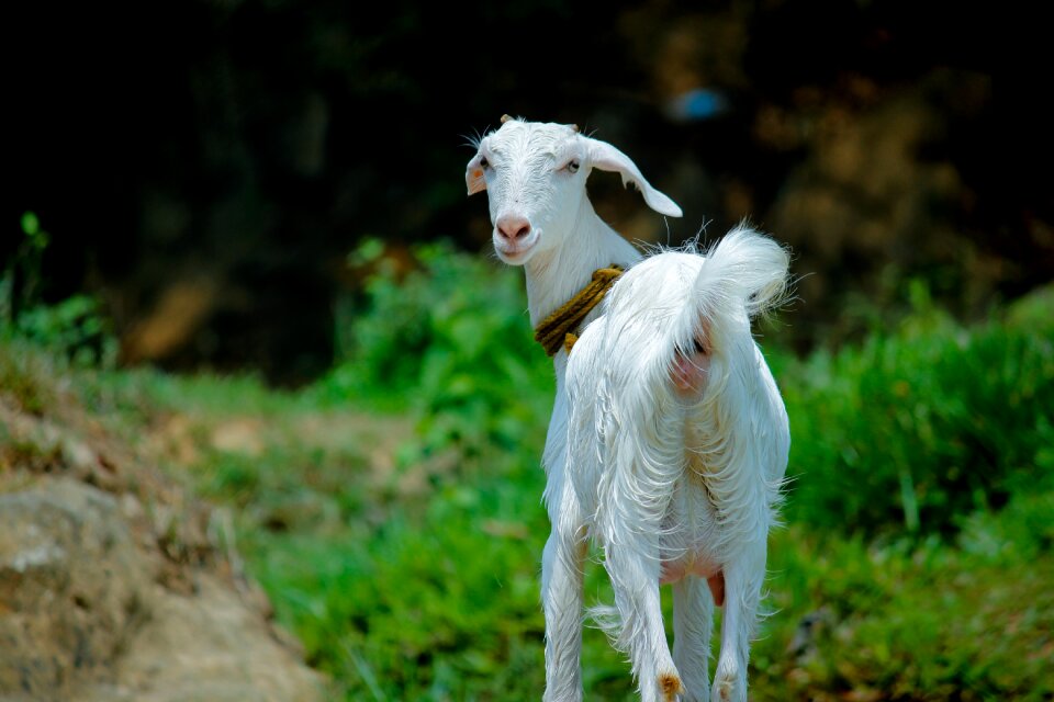 Outdoors goat domestic