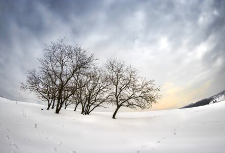 Nature wintery snowy