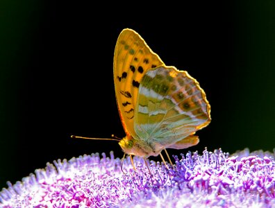 Wing close up nectar