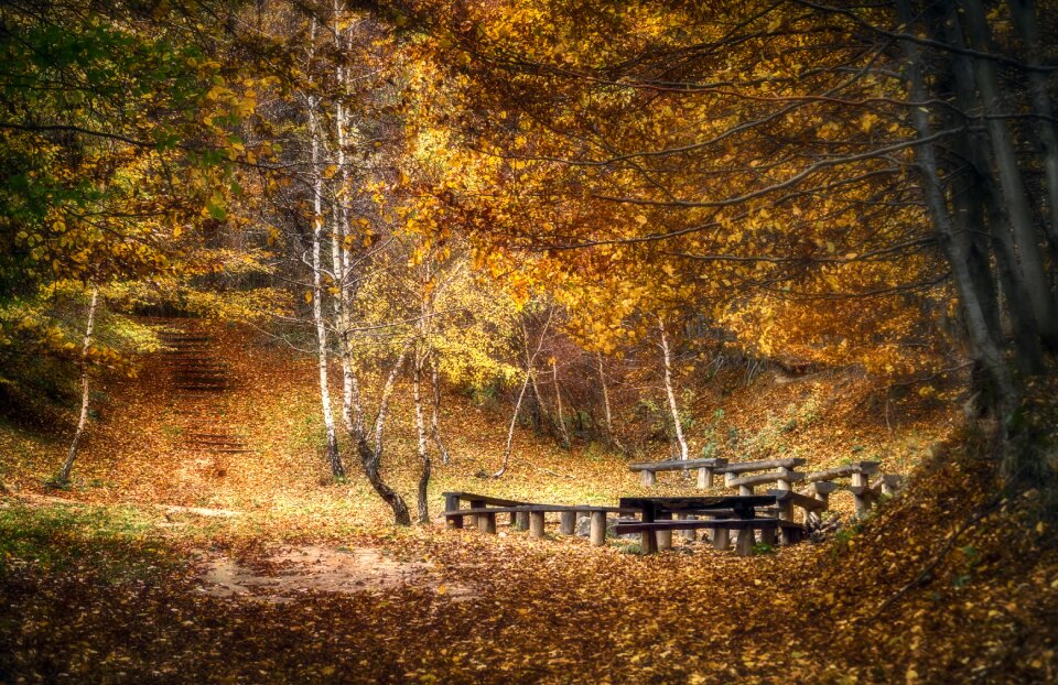 Nature trees landscape