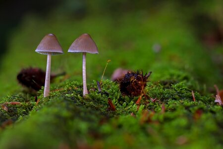 Small mushroom forest mushroom autumn photo