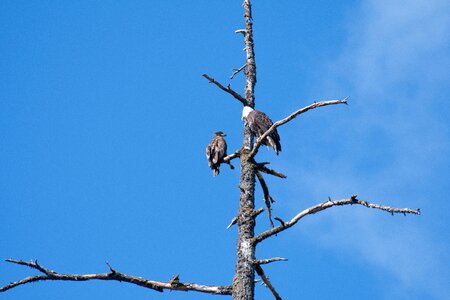 Bald eagle raptor american photo