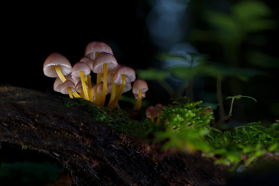 Small mushroom forest mushroom autumn