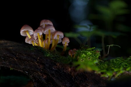 Small mushroom forest mushroom autumn photo