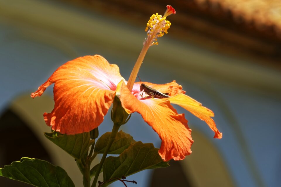 Flowers travel nature