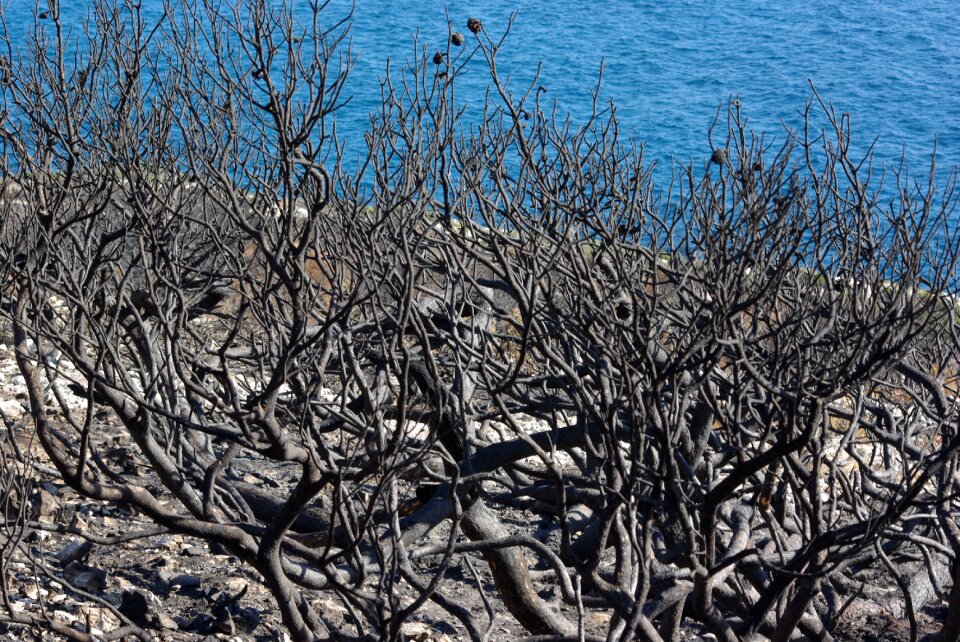 Vegetation ash cove