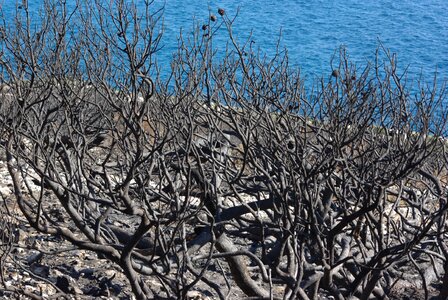 Vegetation ash cove