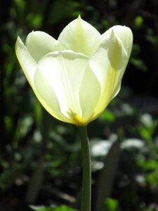Tulip outdoor sunshine photo