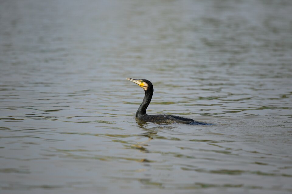 Water black swimming