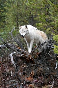 Animal wildlife predator