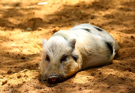 Farm miniature pig break