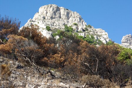 Pine shrub burned
