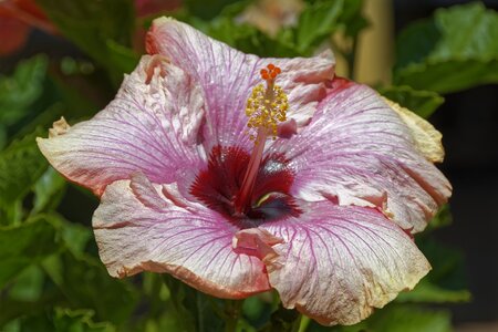Flowers travel nature