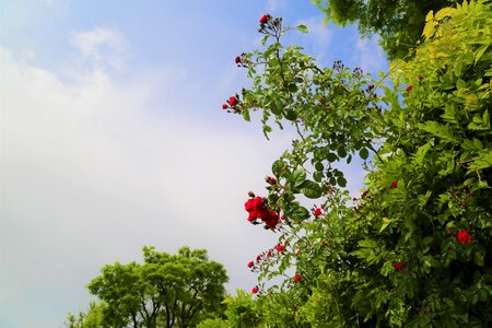 Flower red rose roses photo