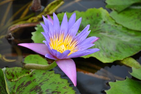 Lotus nature aqua table