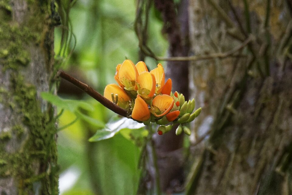 Flowers travel nature