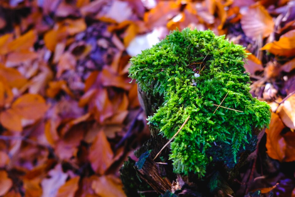 Forest leaves autumn