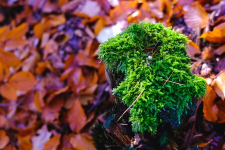 Forest leaves autumn photo