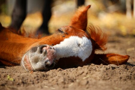 Thoroughbred arabian mare suckling photo