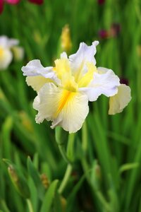 Iris garden spring