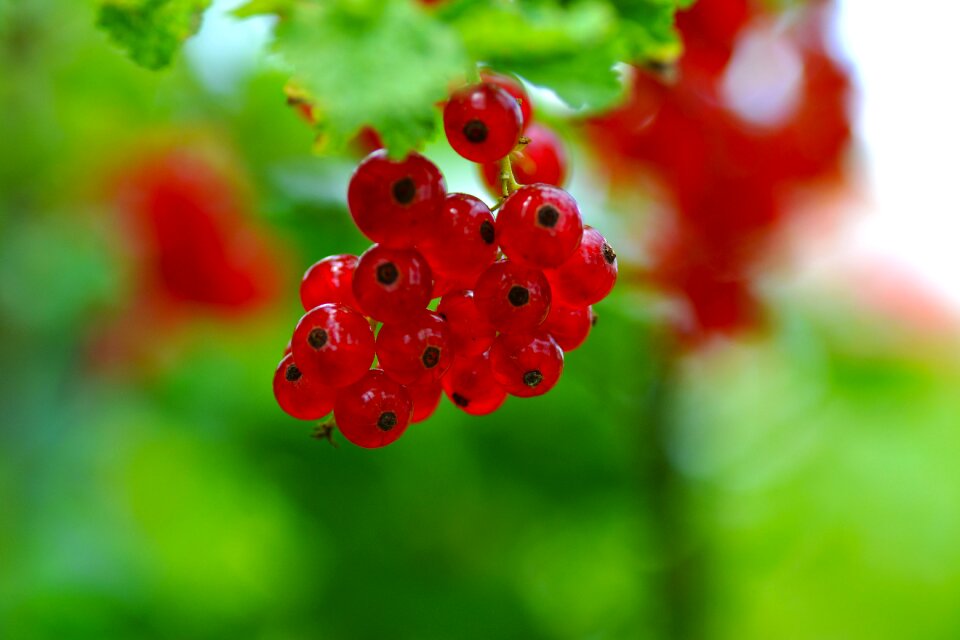 Summer taste fruit