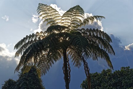 Palm plant nature photo