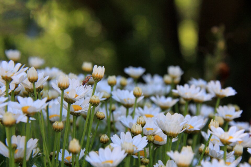 Flora garden field